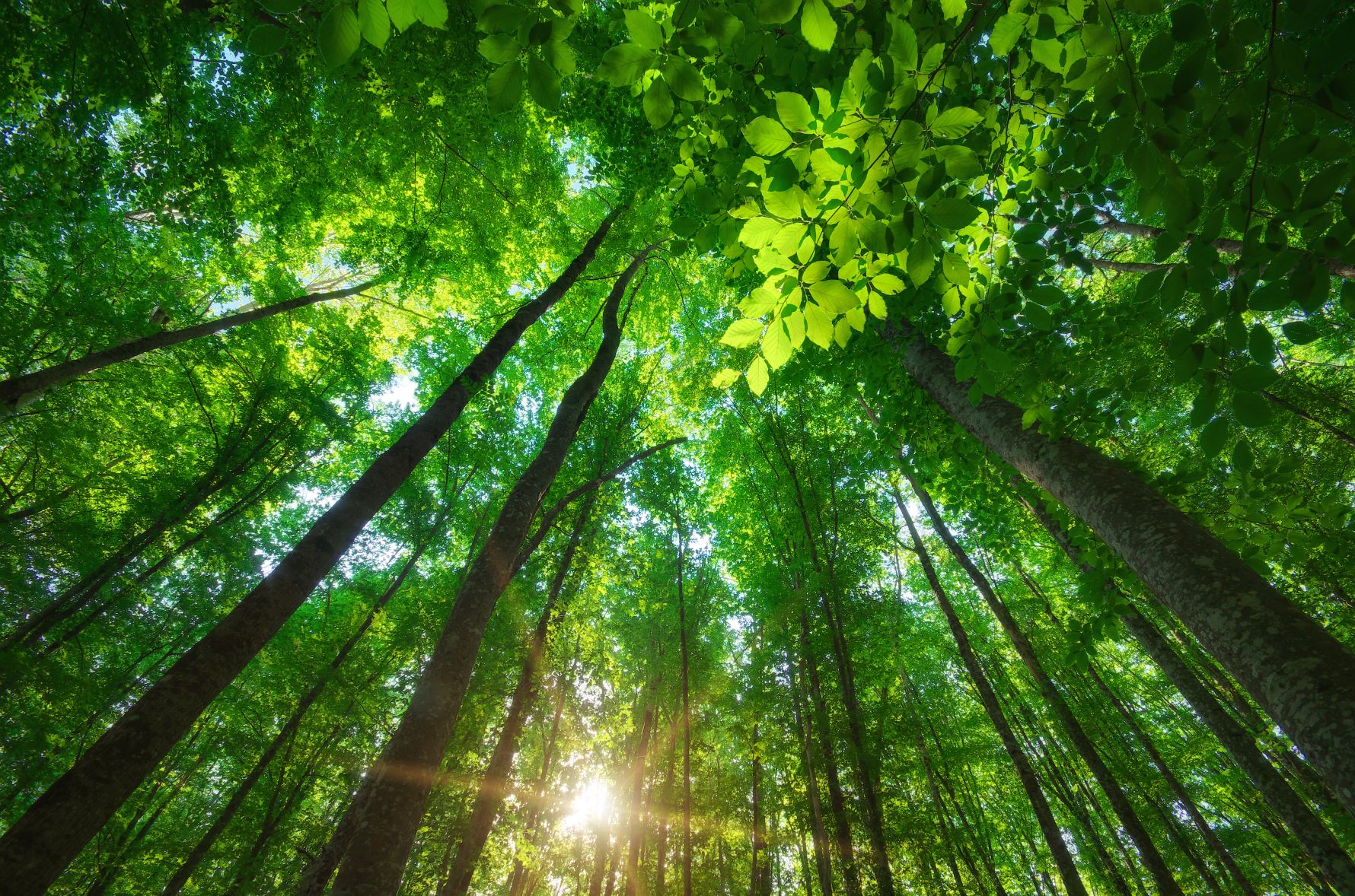 forest_medium